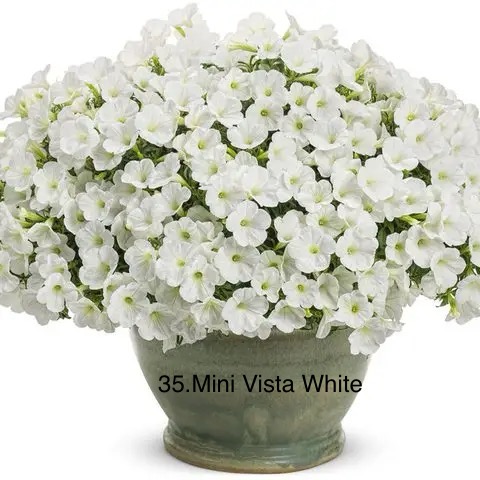 Сурфінія 35. Mini Vista White