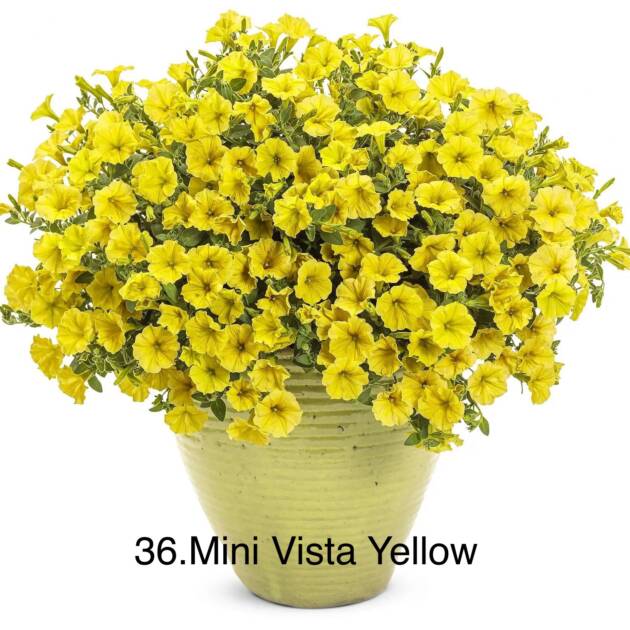 Сурфінія 36. Mini Vista Yellow