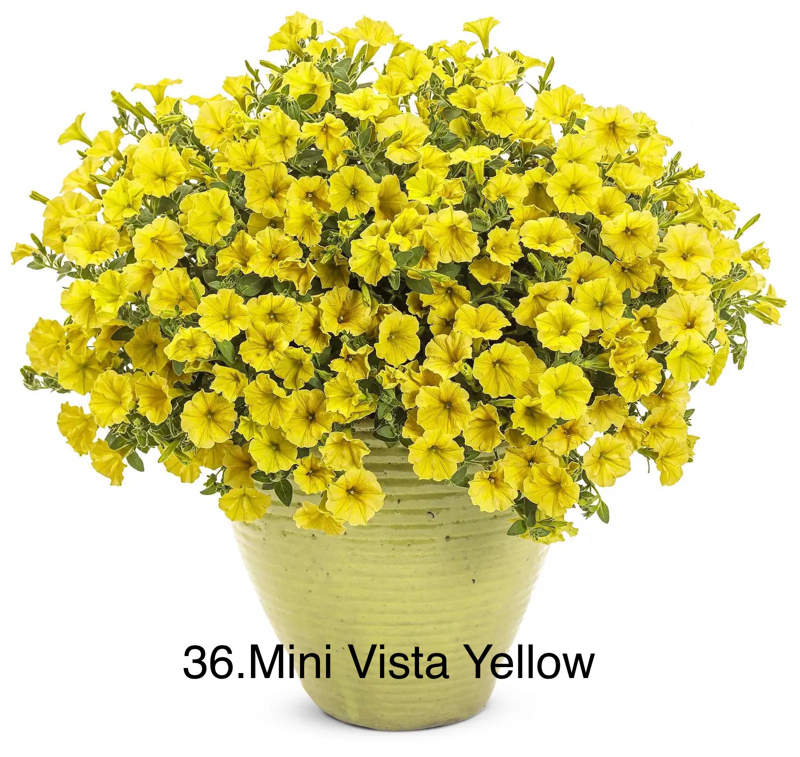 Сурфінія 36. Mini Vista Yellow