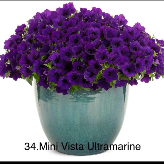 Сурфінія 34. Mini Vista Ultramarine