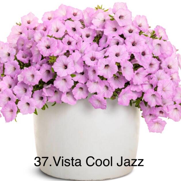 Сурфінія 37. Vista Cool Jazz