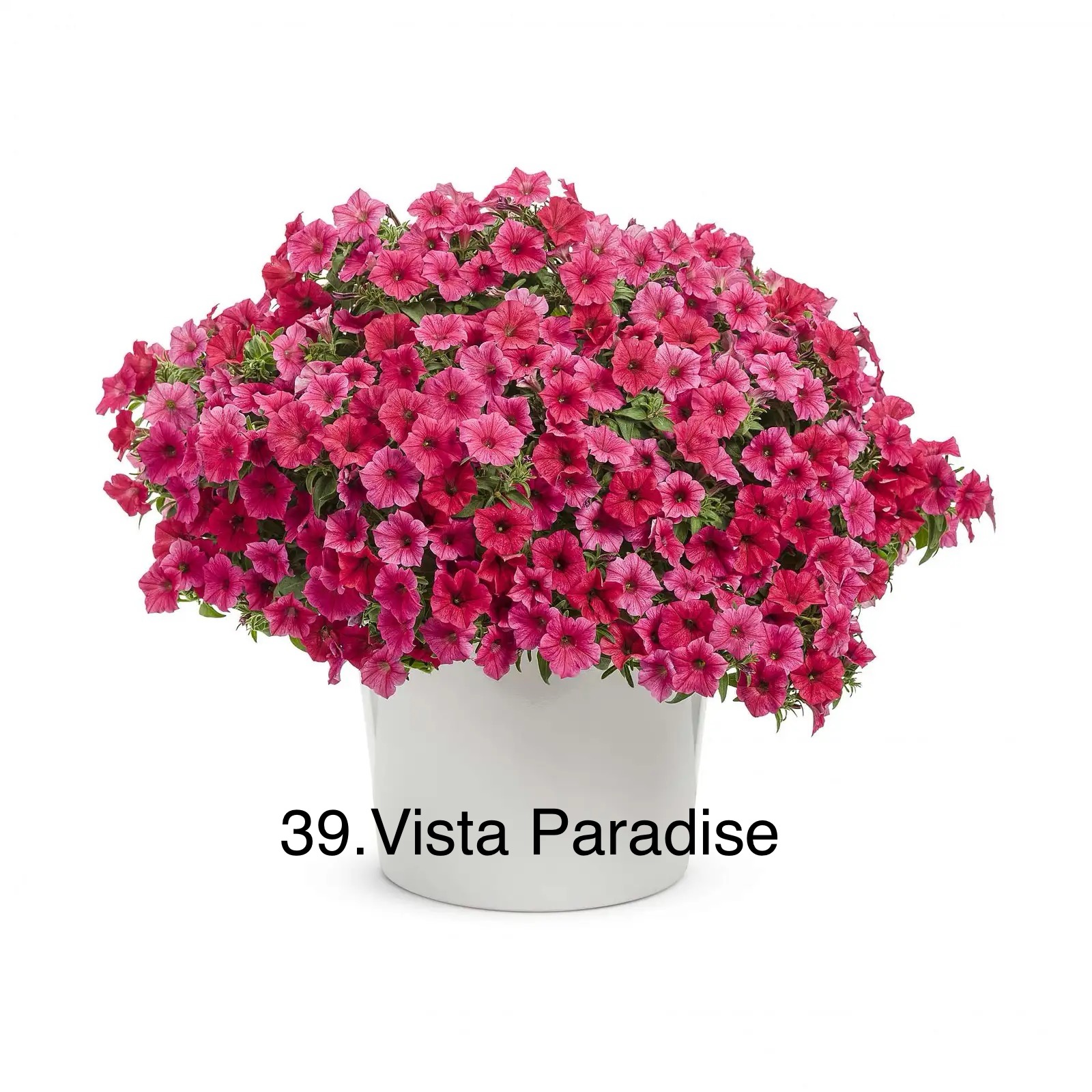 Сурфінія 39. Vista Paradise