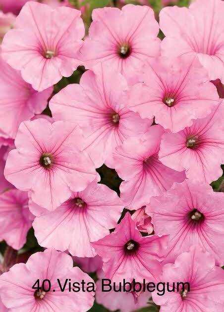 Сурфінія 40. Vista Bubblegum