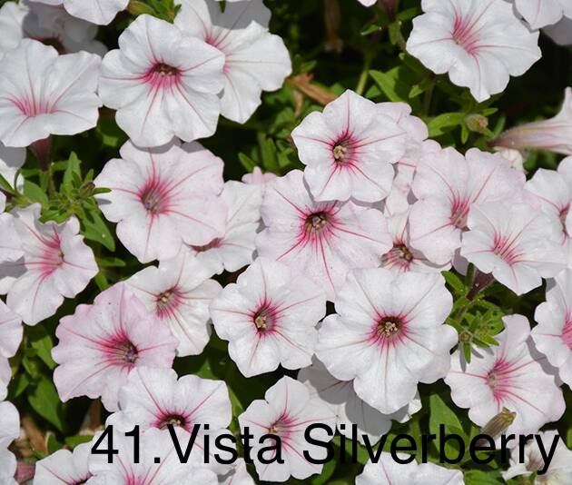 Сурфінія 41. Vista Silverberry