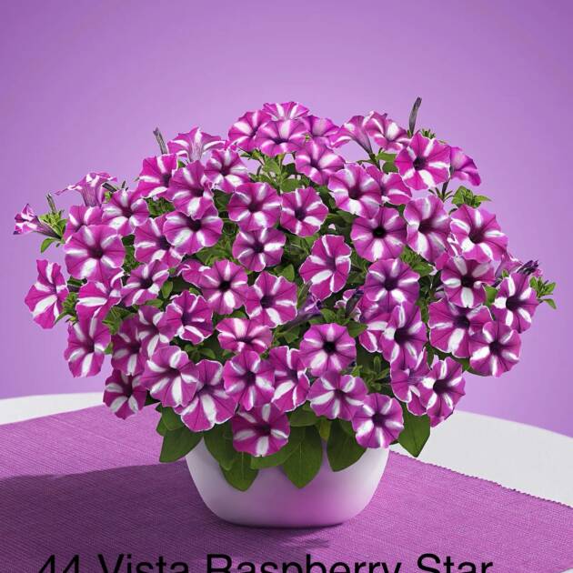 Сурфінія 44. Vista Raspberry Star