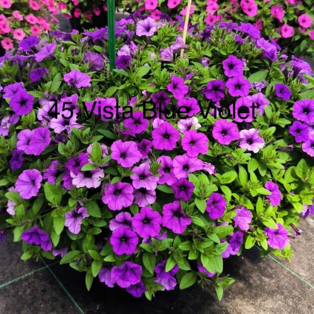 Сурфінія 45. Vista Blue Violet