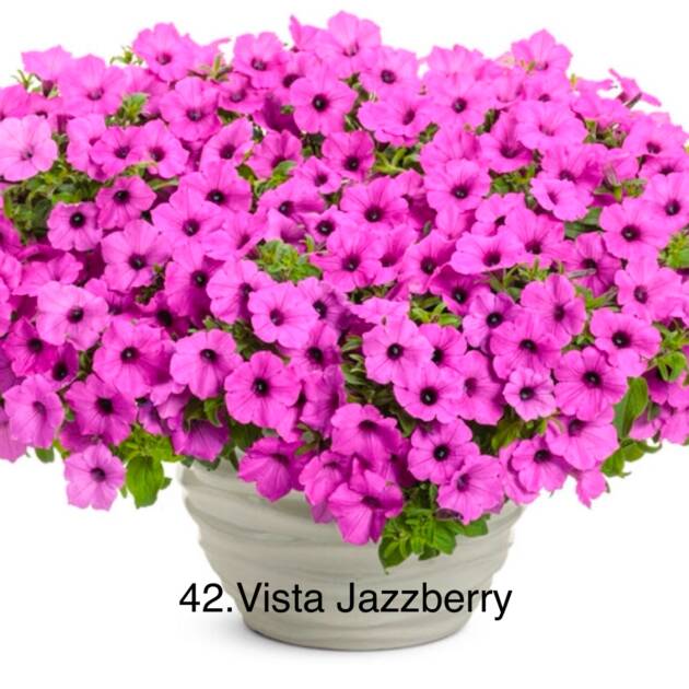Сурфінія 42. Vista Jazzberry