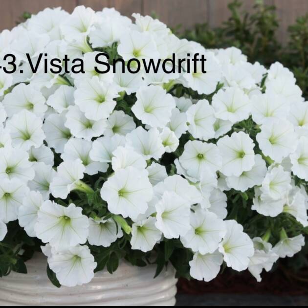 Сурфінія 43. Vista Snowdrift