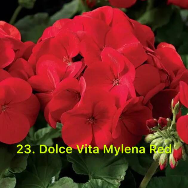 Зональна Пеларгонія 23. Dolce Vita Mylena Red