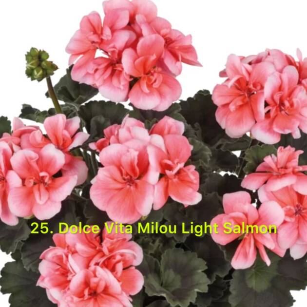 Зональна Пеларгонія 25. Dolce Vita Milou Light Salmon