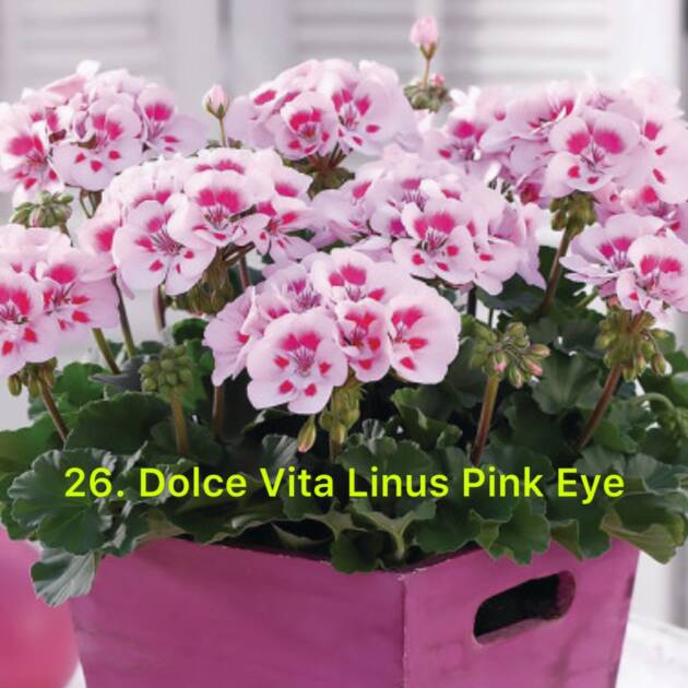 Зональна Пеларгонія 26. Dolce Vita Linus Pink Eye