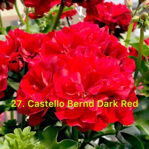 Зональна Пеларгонія 27. Castello Bernd Dark Red