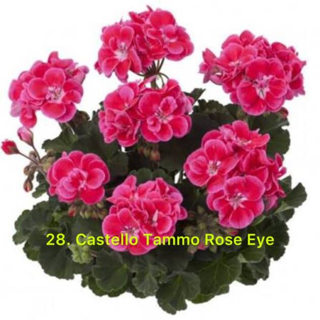 Зональна Пеларгонія 28. Castello Tammo Rose Eye
