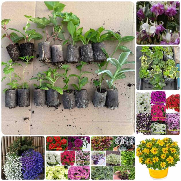 Ампельний Набір Квітів