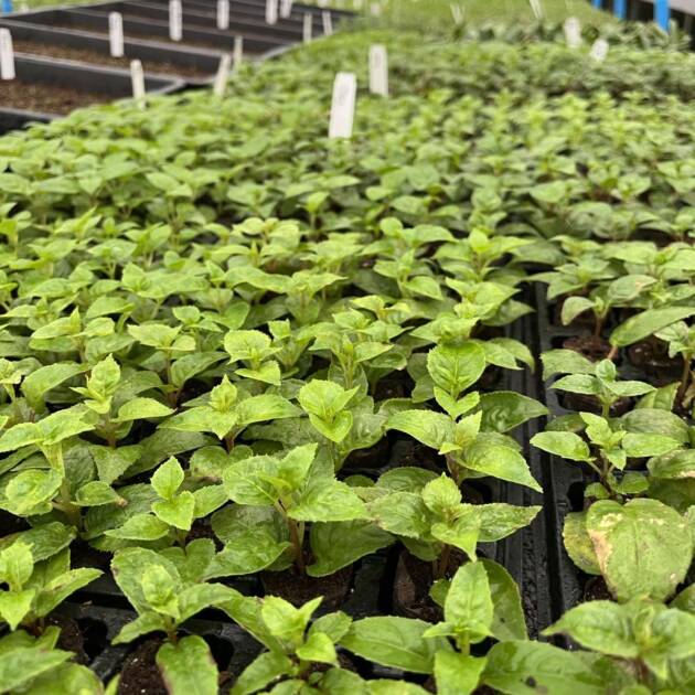 Касетна Розсада