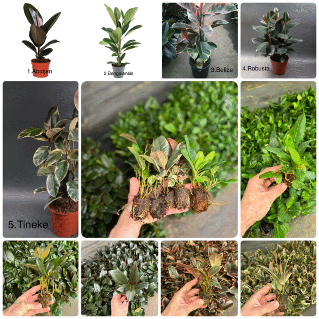 Фікуси 5 різних сортів