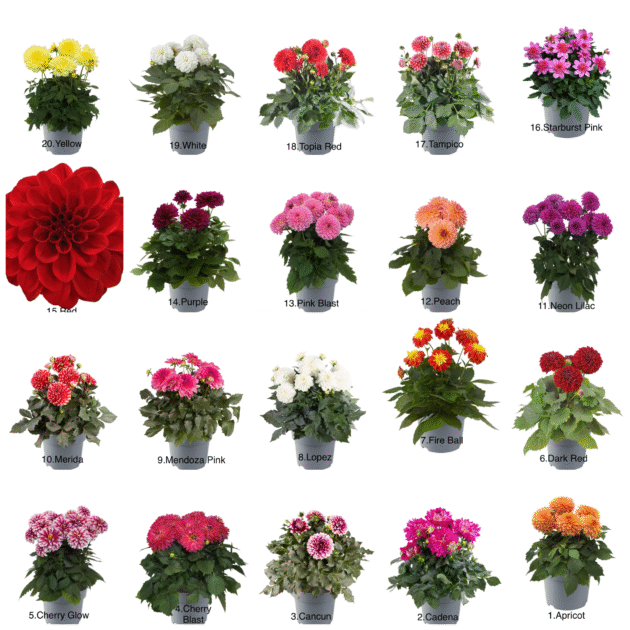 Жоржини 5 різних