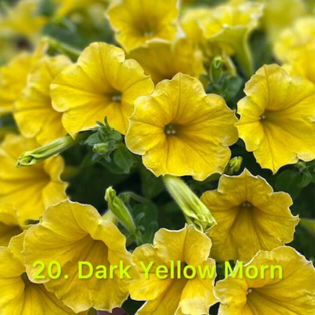 Сурфінія в горщику 20. Dark Yellow Morn