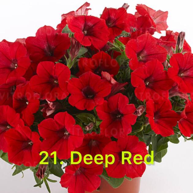 Сурфінія в горщику 21. Deep Red