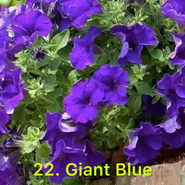 Сурфінія в горщику 22. Giant Blue