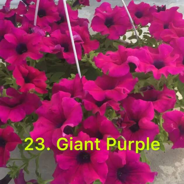Сурфінія в горщику 23. Giant Purple