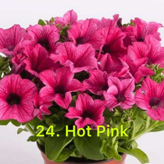 Сурфінія в горщику 24. Hot Pink