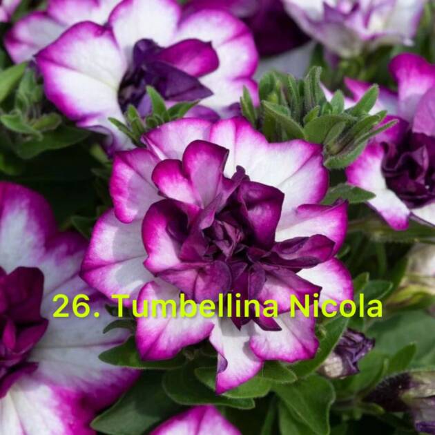 Сурфінія в горщику 26. Tumbelina Nicola