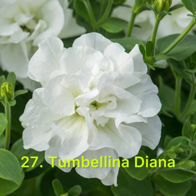 Сурфінія в горщику 27. Tumbellina Diana