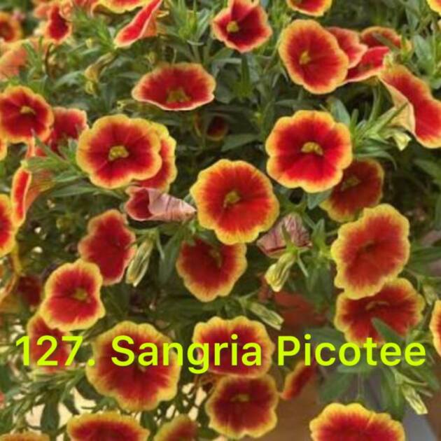 Калібрахоа в горщику 127.