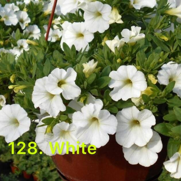 Калібрахоа в горщику 128.