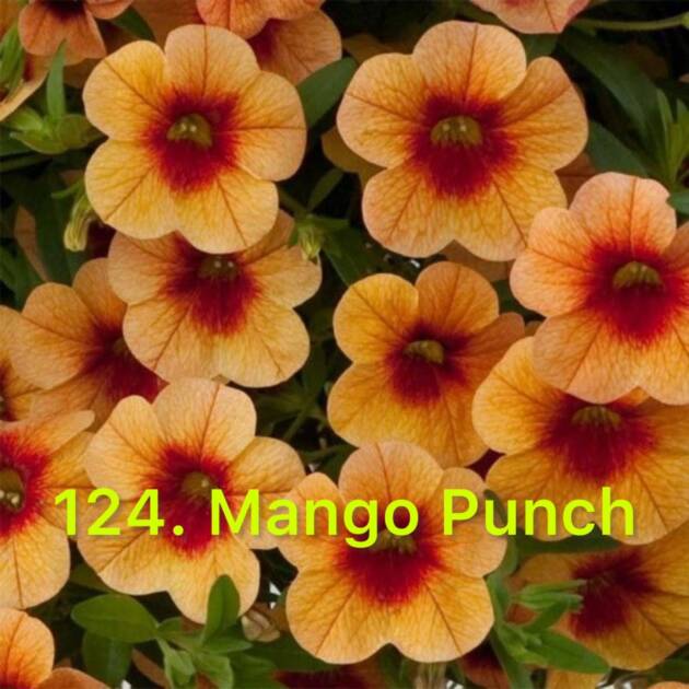 Калібрахоа в горщику 124.