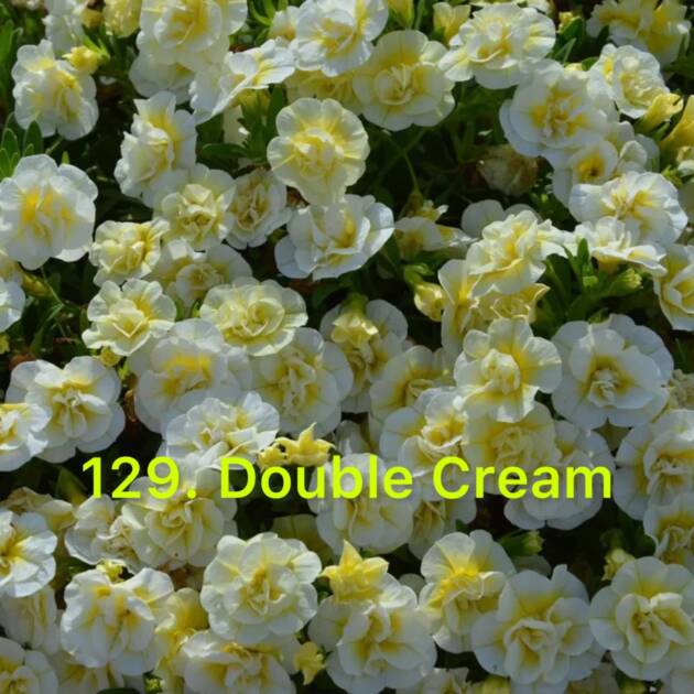 Калібрахоа в горщику 129.