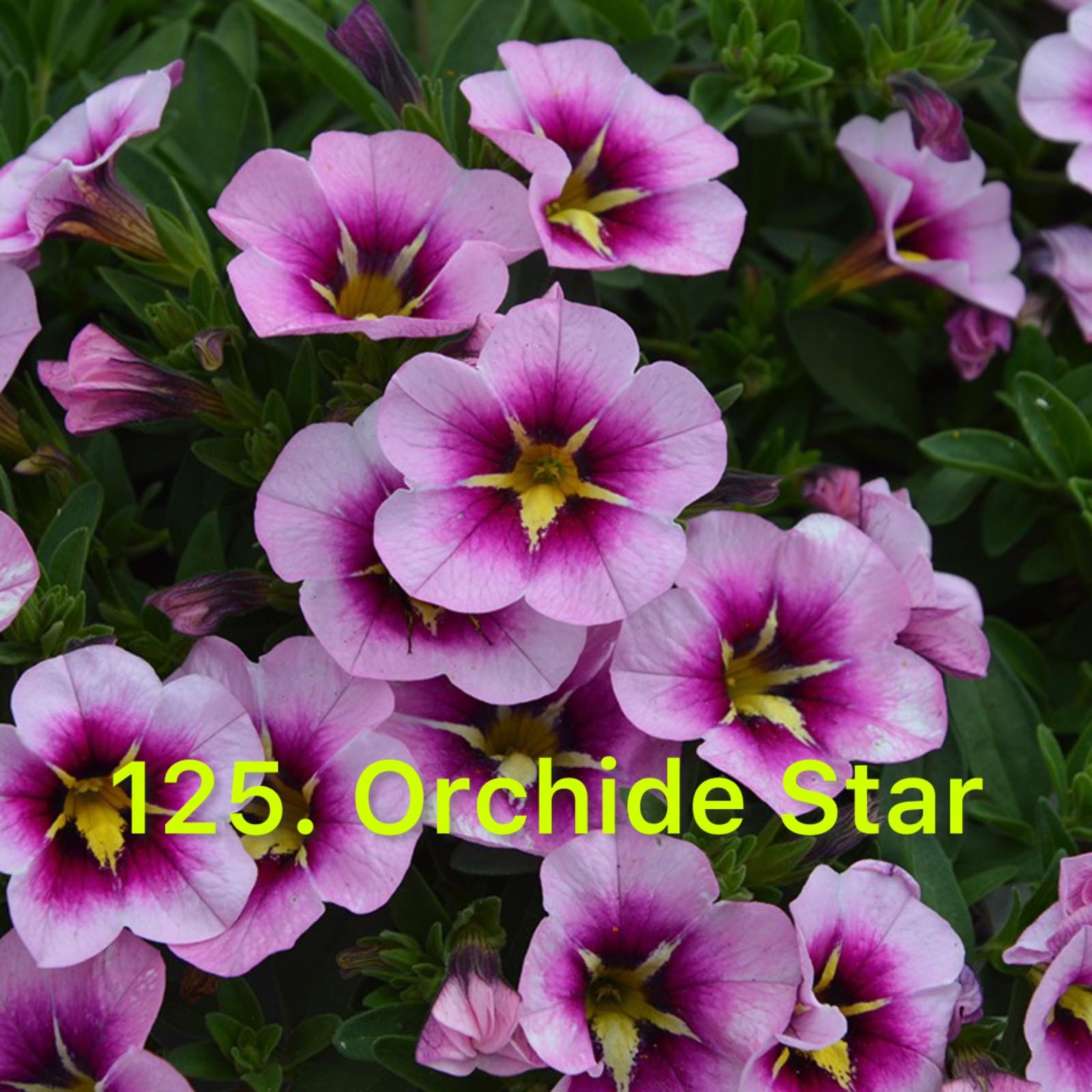 Калібрахоа в горщику 125.