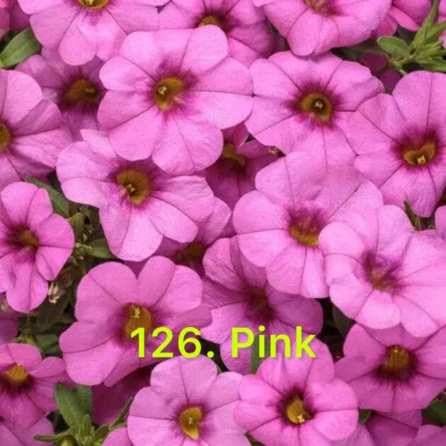 Калібрахоа в горщику 126.