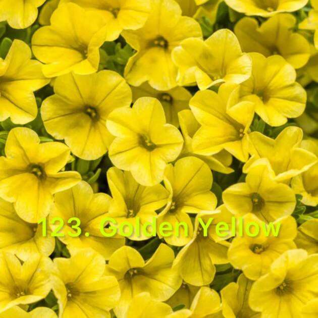 Калібрахоа в горщику 123.