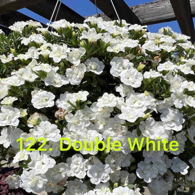 Калібрахоа в горщику 122.