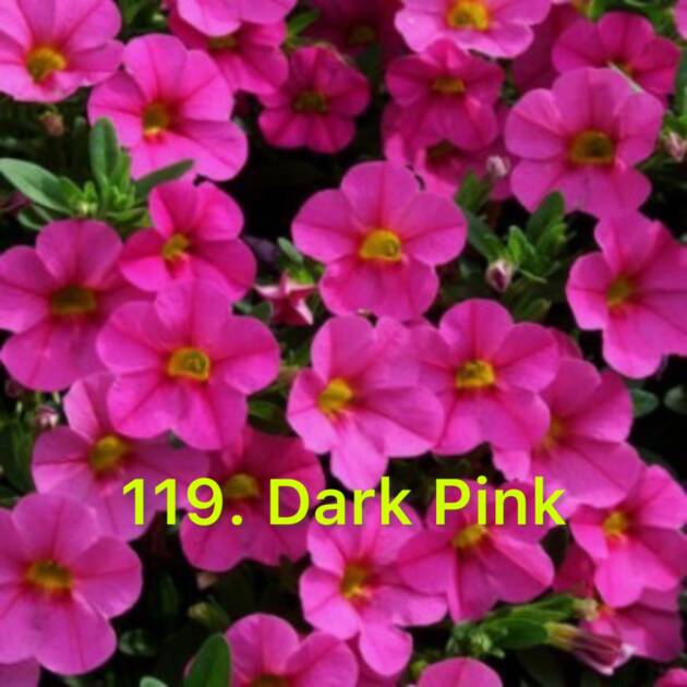 Калібрахоа в горщику 119.