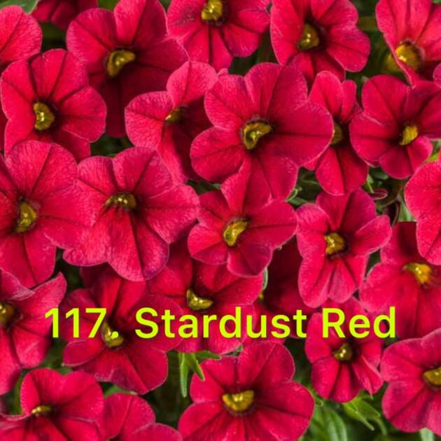 Калібрахоа в горщику 117.