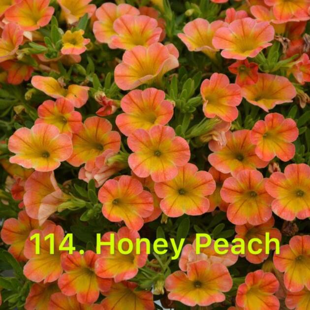 Калібрахоа в горщику 114.