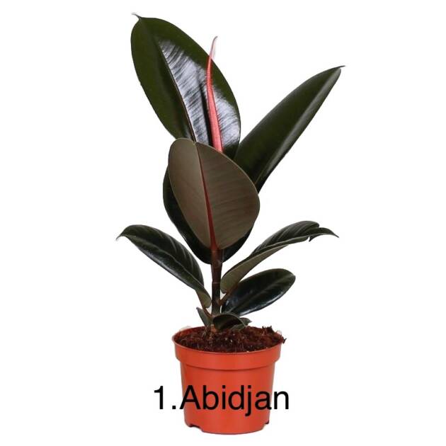 Фікус 1.Abidjan