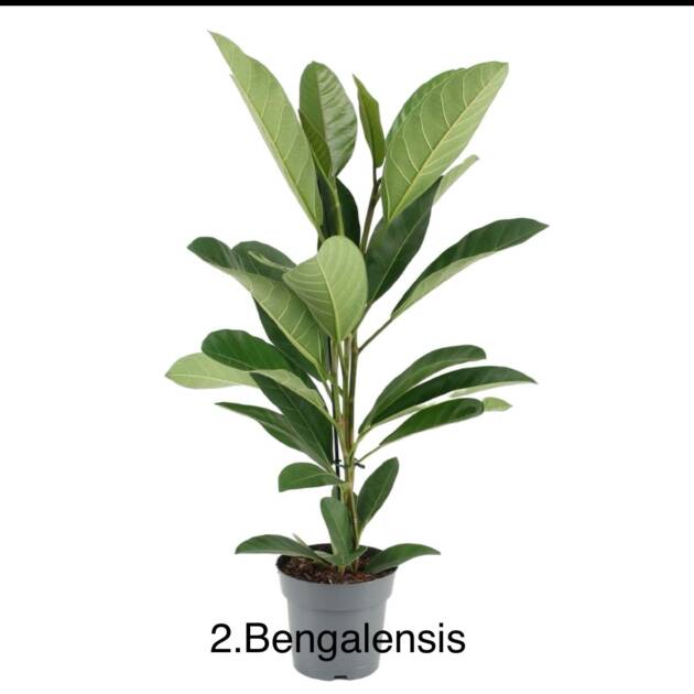 Фікус 2. Bengalensis