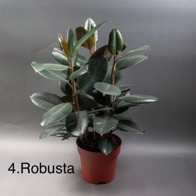 Фікус 4. Robusta