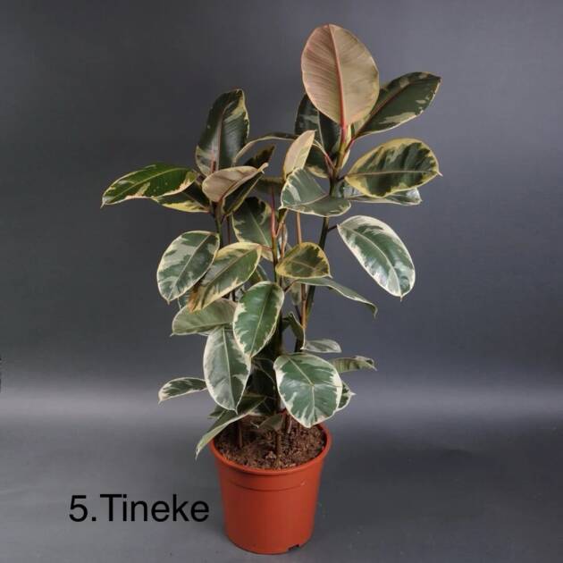 Фікус 5. Tineke