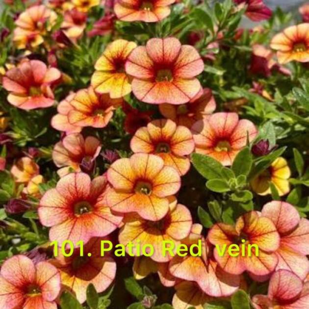 Калібрахоа 101.