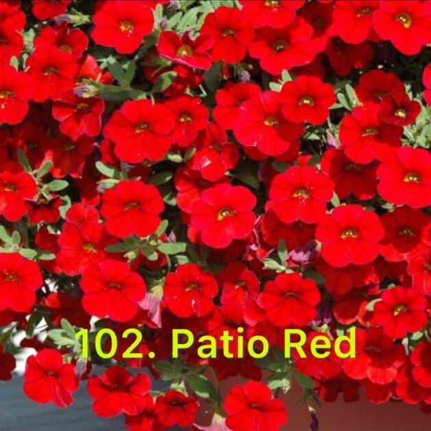 Калібрахоа 102.