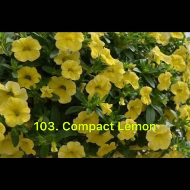 Калібрахоа в горщику 103.