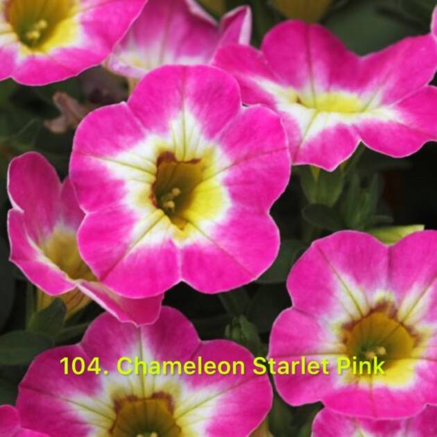 Калібрахоа 104.