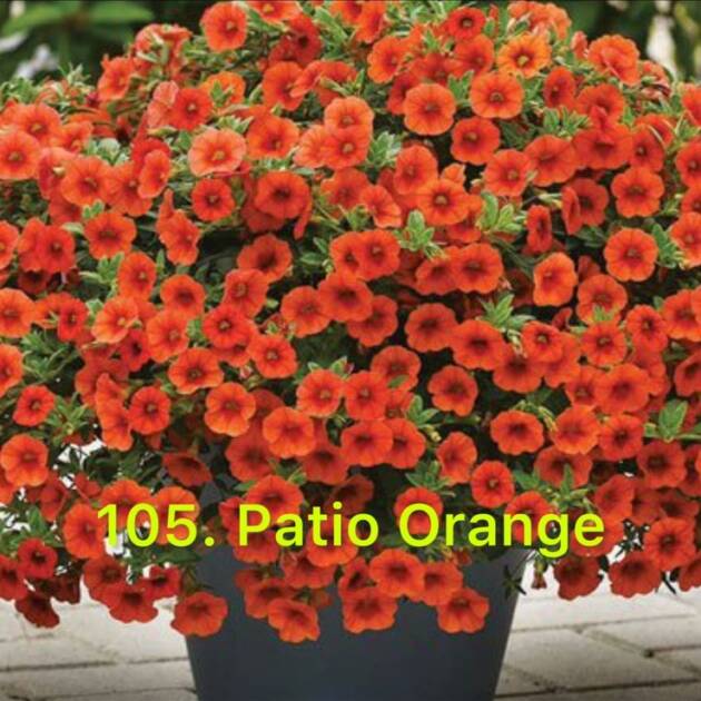 Калібрахоа в горщику 105.