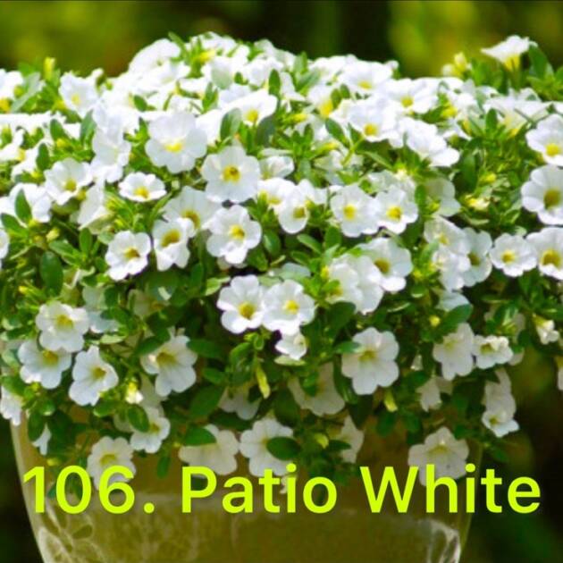 Калібрахоа в горщику 106.