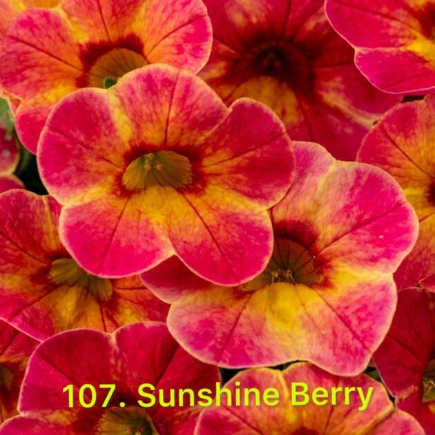 Калібрахоа в горщику 107.